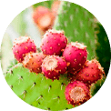 Opuntia vulgaris ekstrakt