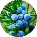 Juniperus comunis extrakt